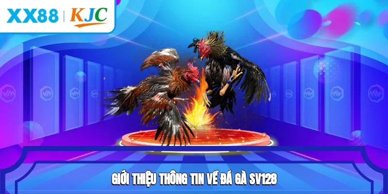 Giới thiệu thông tin về đá gà SV128